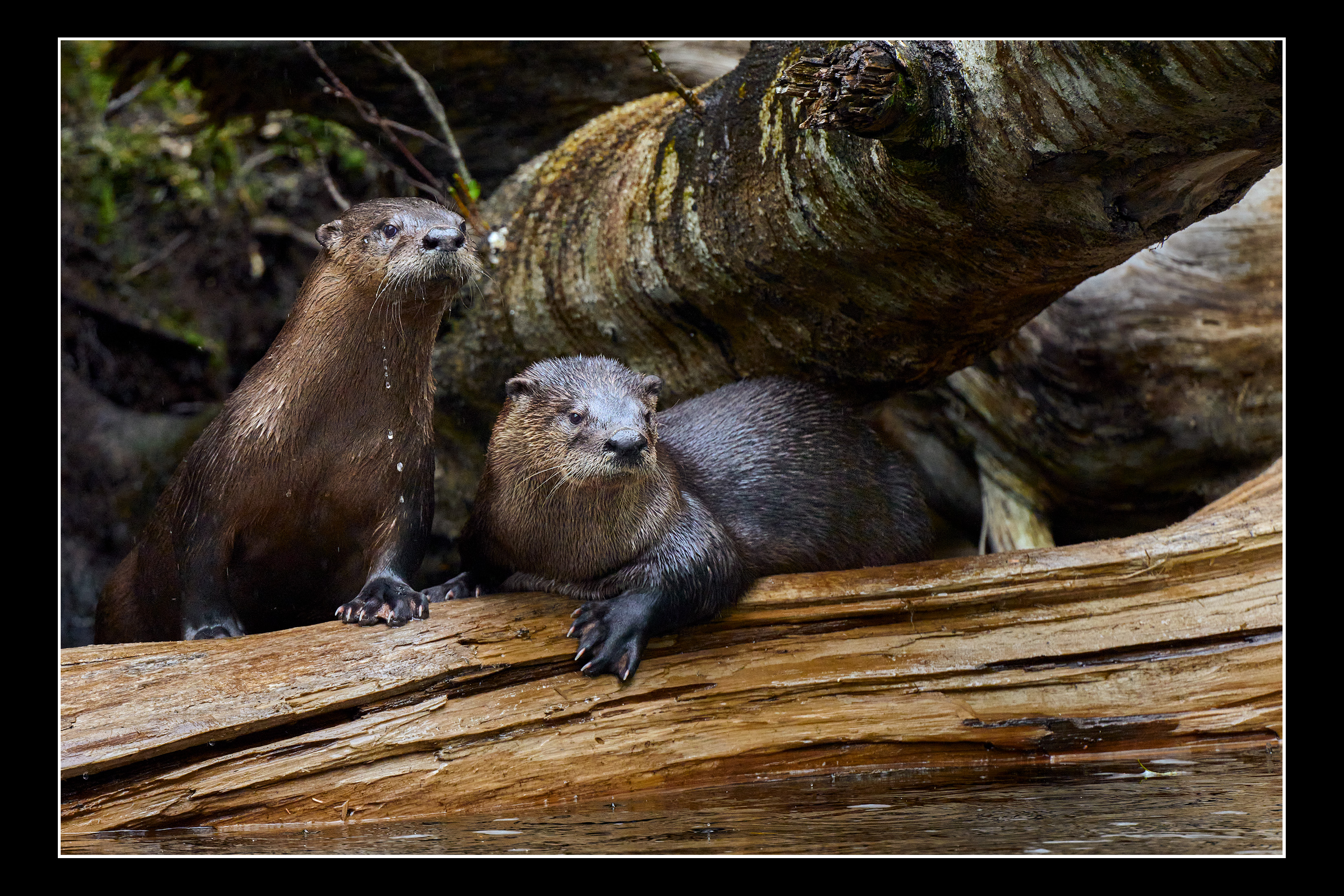 Two river otters resting among fallen trees