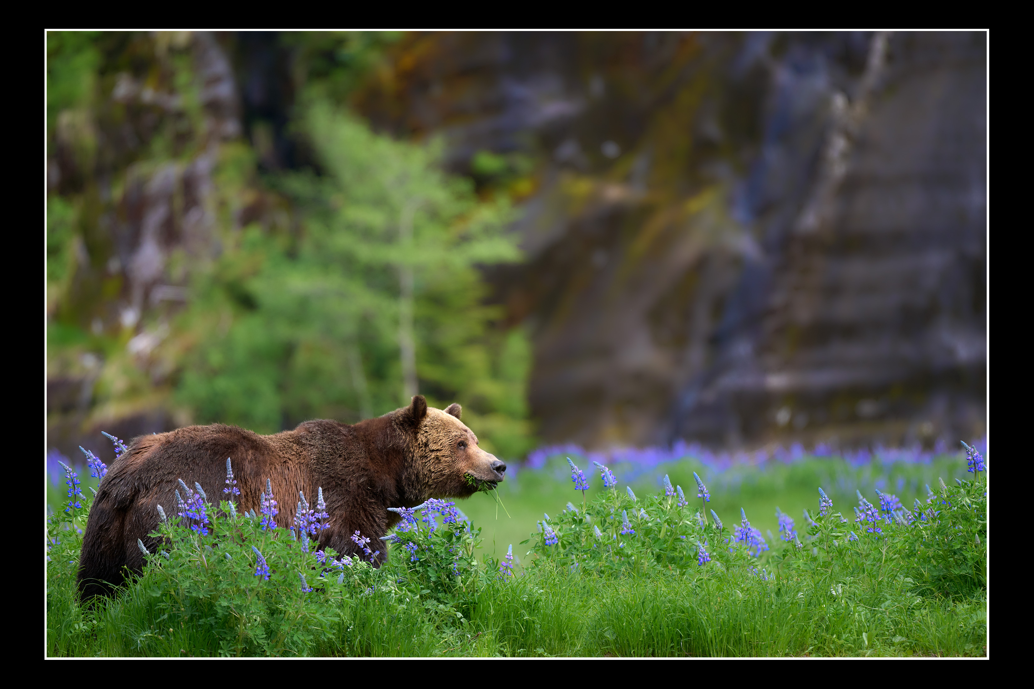 A quiet encounter with wildlife in nature