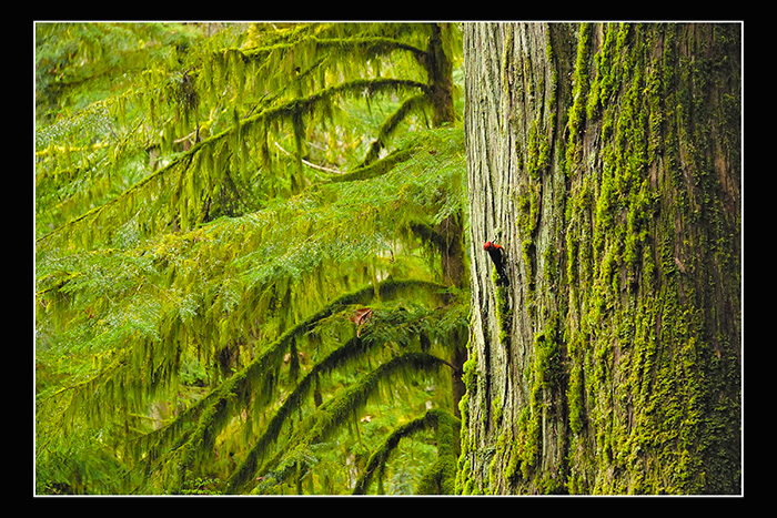 Among_giants