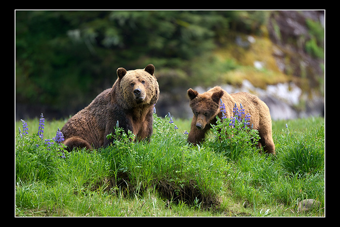 Bear Family