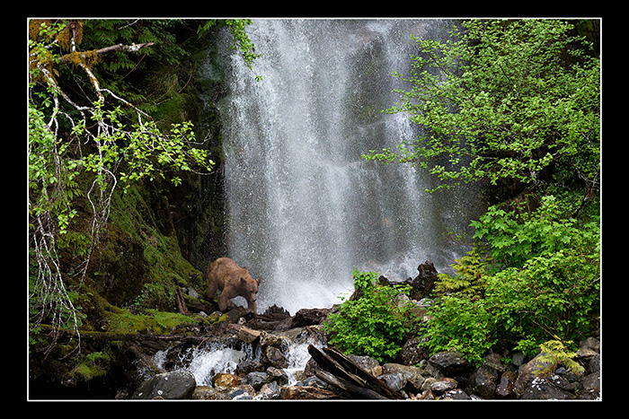 Bear_in_waterfall