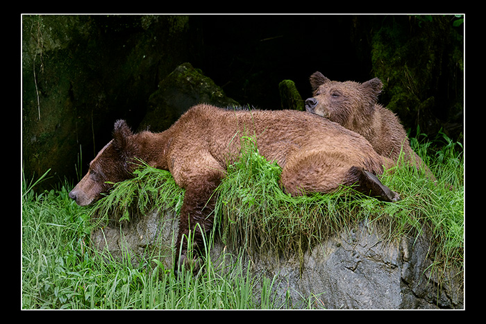 Catching_some_zzz