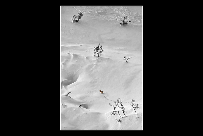 Fox_on_snow