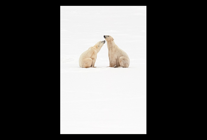 Polar_bear_greeting