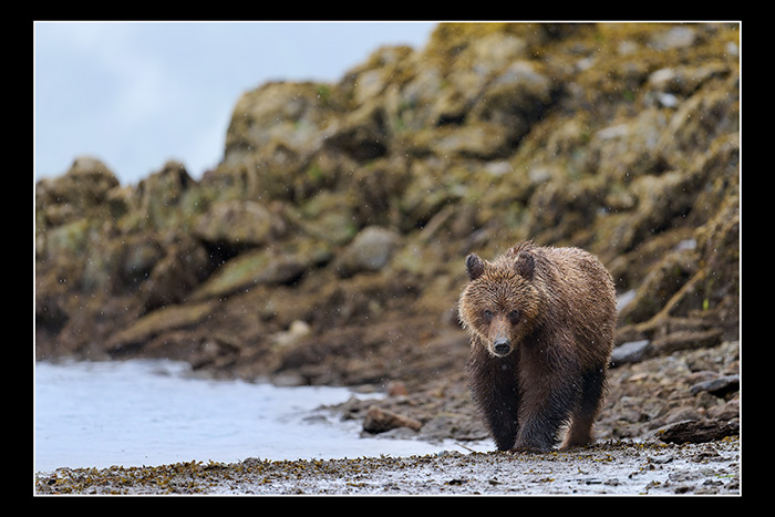 Shore_patrol
